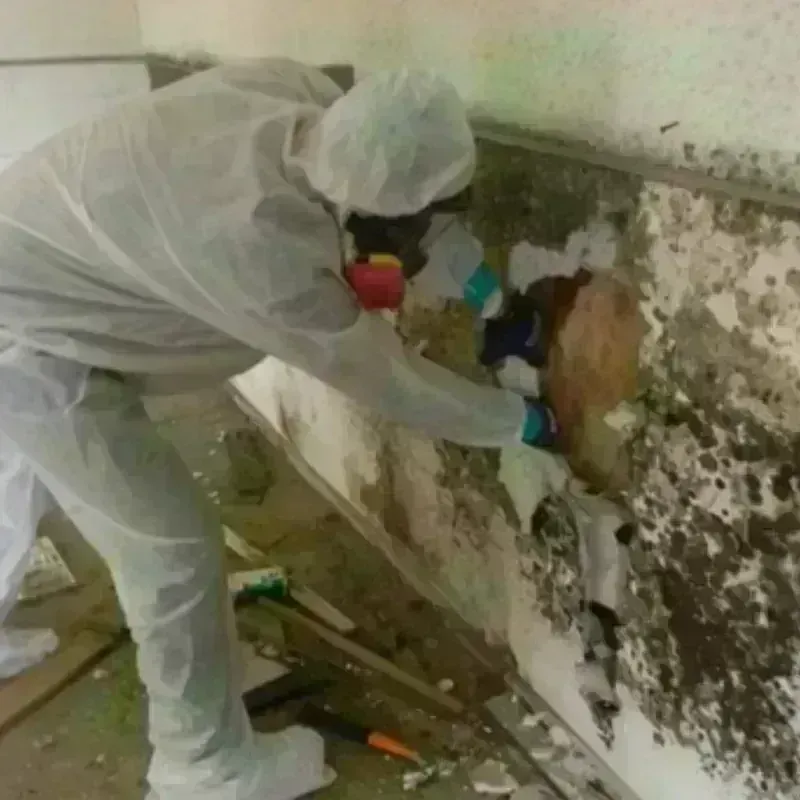 Mold Remediation and Removal in Huntington, TX